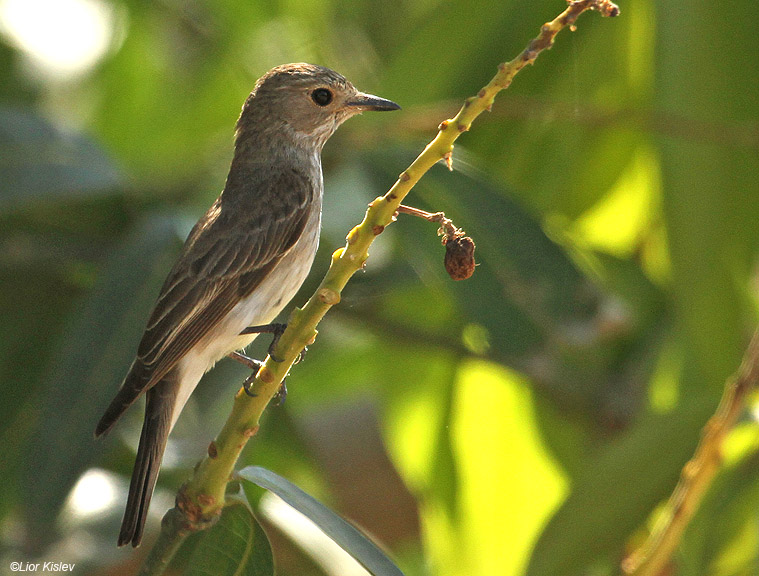   Spotted Flycatcher Muscicapa striata ,Ramot, Golan Heights ,30-06-11 Lior Kislev